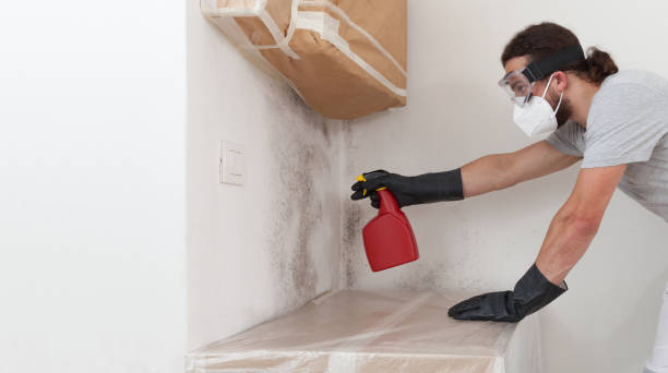 Professional Bathroom Mold Removal technician working in Linden, AZ